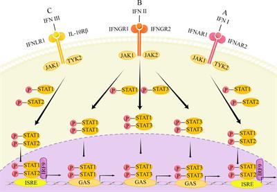 The gamble between oncolytic virus therapy and IFN